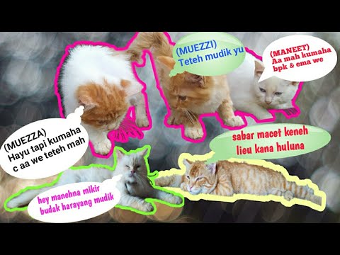 MANEET, MUZZA DAN MUZZI INGIN MUDIK TAPI MACET