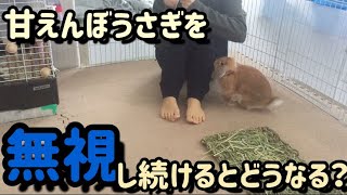 甘えんぼうさぎを無視し続けた結果、こうなる！【rabbit/bunny】【ロップ】