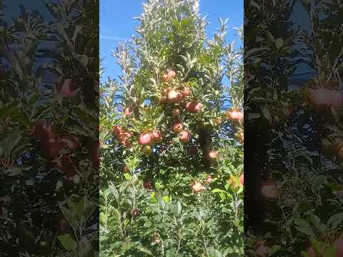 Safra das maçã urupema sc