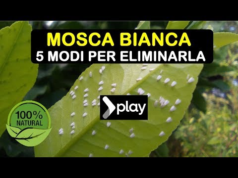 , title : 'MOSCA BIANCA ELIMINARLA IN 5 MODI'