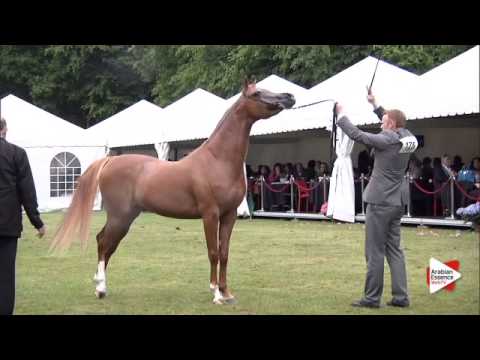 N.175 PSTRAVINSKY - Bruges 2015 International - Stallions 4-6 years old (Class 108A)