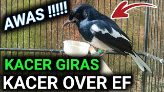 Download lagu GIRAS !!! OVER EF KACER BISA JADI BEGINI !! CARA MERAWAT KACER | DR KACER TERBARU mp3