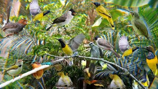 Download lagu Suara pikat Semua jenis burung anti gagal ❗MP3 paling ganas serba musim  mp3