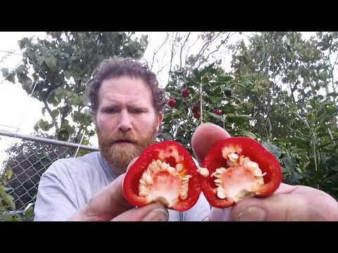 download lagu mp3 mp4 Cherry Bomb Chilli, download lagu Cherry Bomb Chilli gratis, unduh video klip Cherry Bomb Chilli