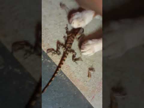 22 Daksh 🇮🇳😂🤣🤣😂🤣😅🤩