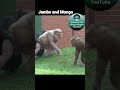 Jambo And Mongo Shorts HairlessChimp