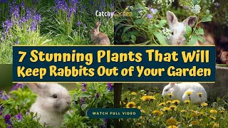 7 Stunning Plants That Will Keep Rabbits Out of Your Garden 🌸🐰🌱