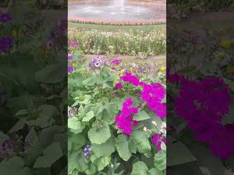 #nature #flowers #pleasesubscribe