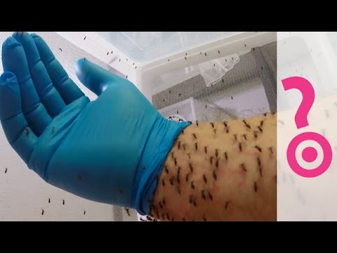 download lagu mp3 mp4 Mosquito Eater Lifespan, download lagu Mosquito Eater Lifespan gratis, unduh video klip Mosquito Eater Lifespan
