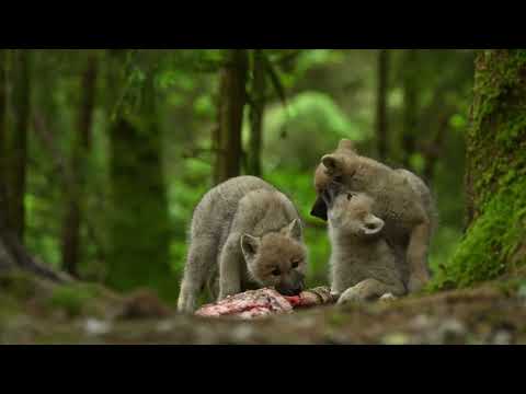2024 06 02 Wölfe Mahlzeit