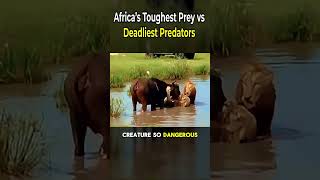 Intro | Africa’s Toughest Prey vs Deadliest Predators