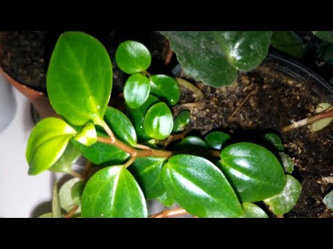 Комнатные растения. Обзор