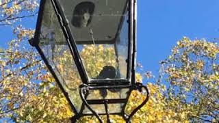 Strolling through the park 2