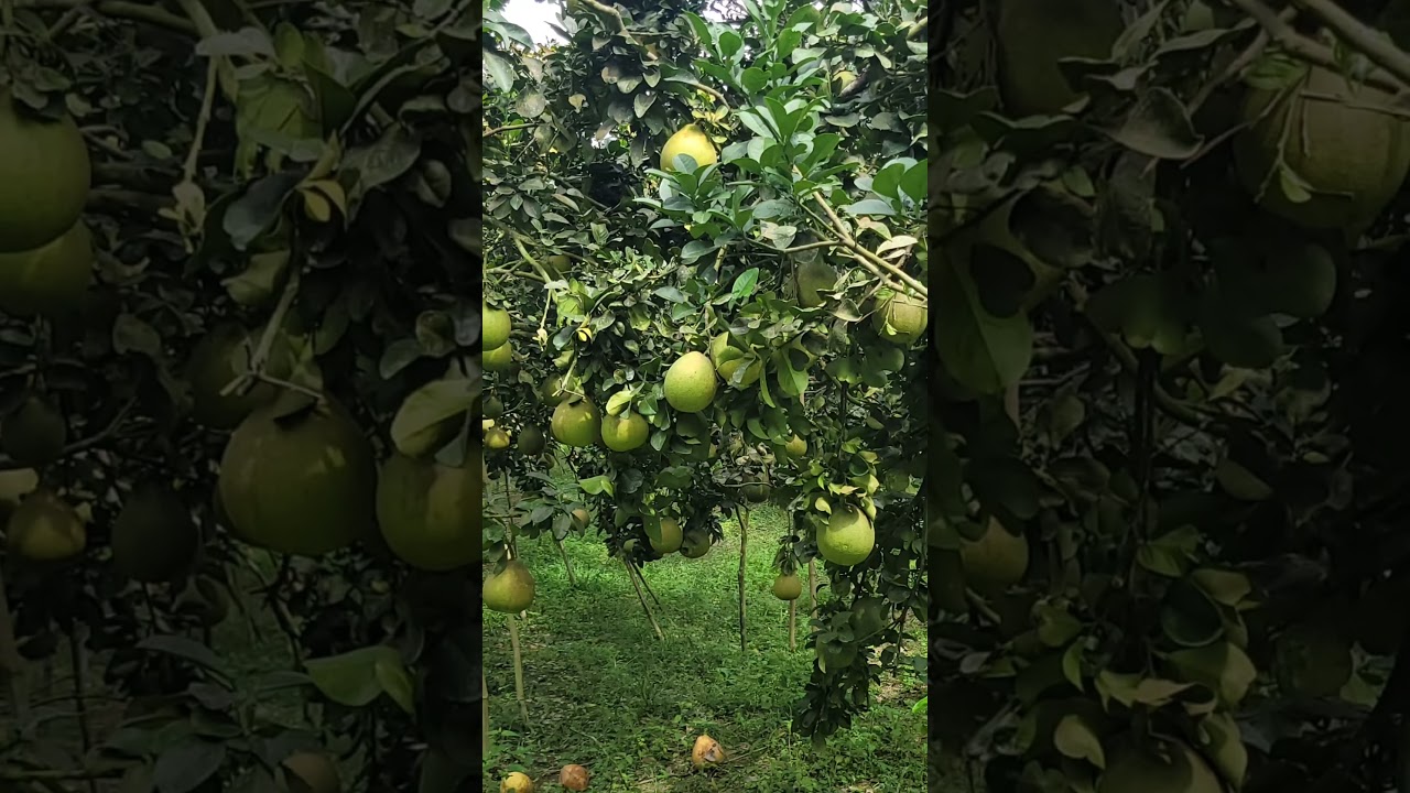 Quýt Việt F & N