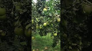 Quýt Việt F & N