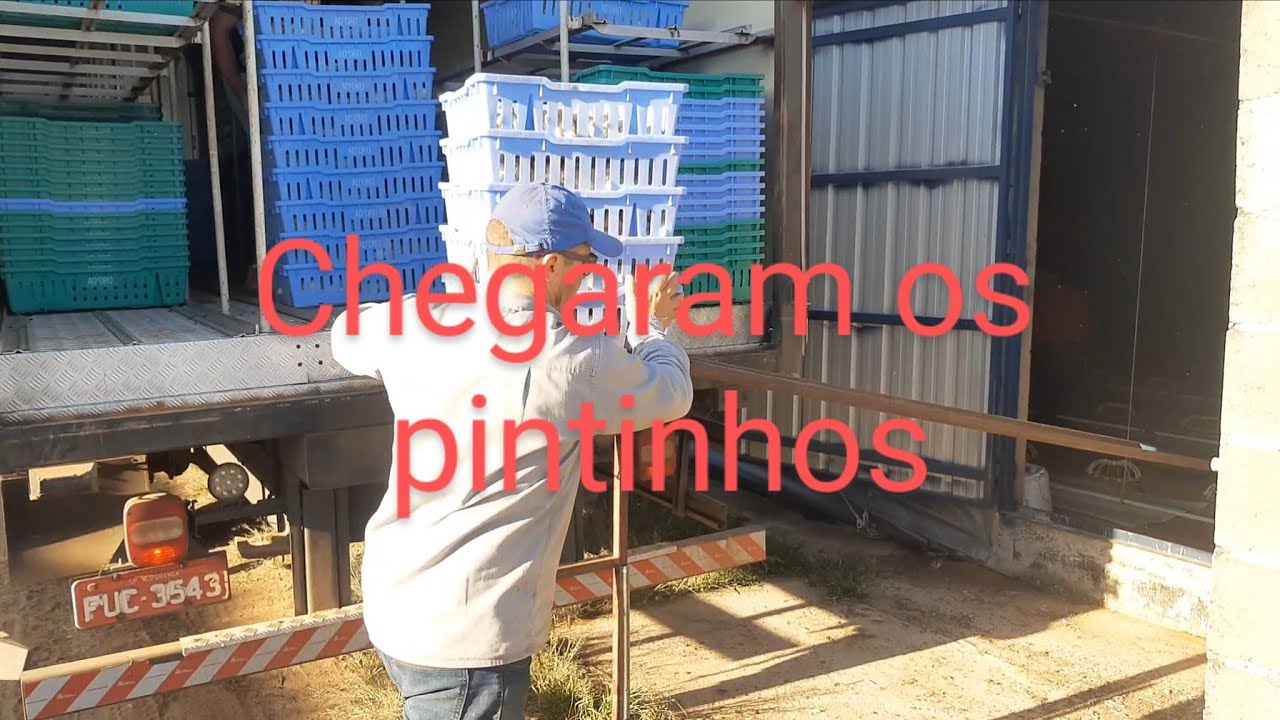 alojamento de pintinhos