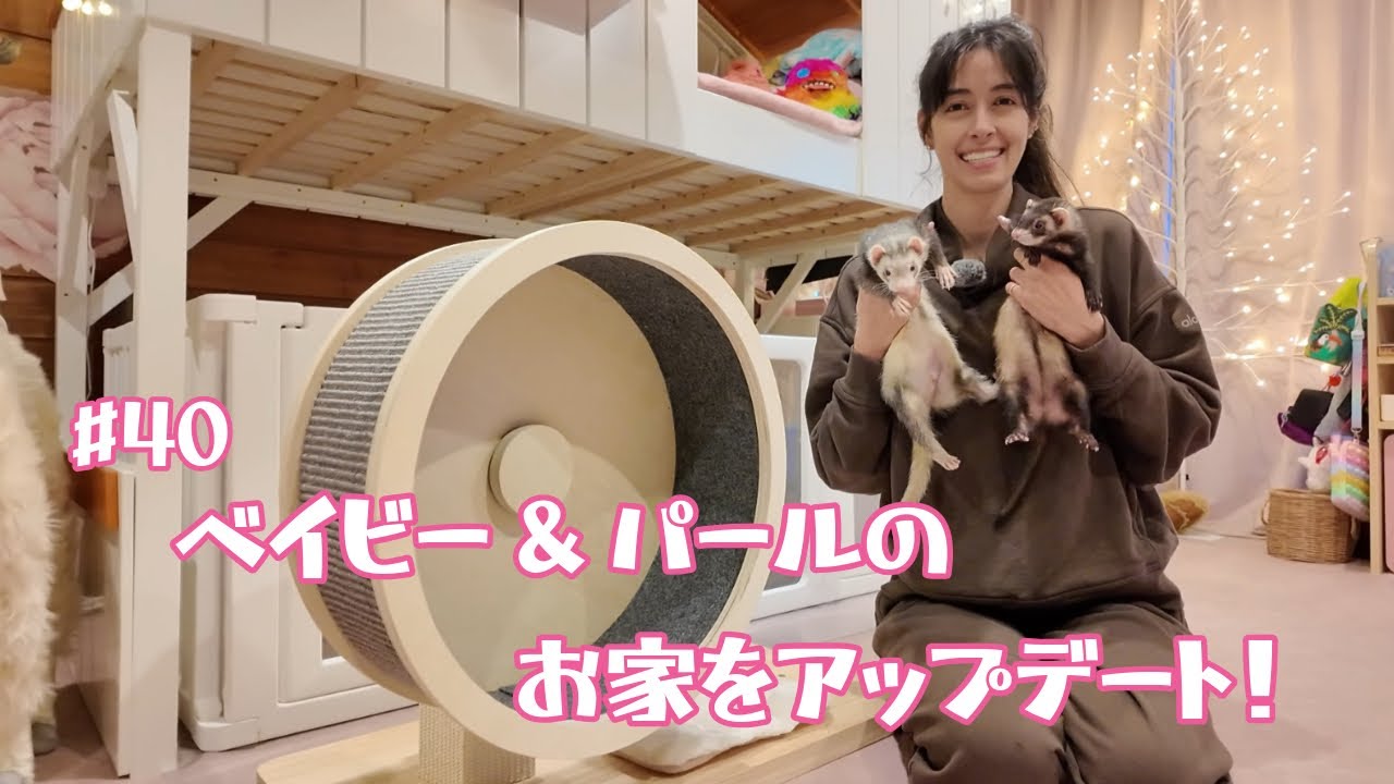 #40 ベイビー&パールのお家をアップデート！／New running wheel for my ferrets！