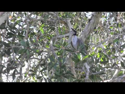 Kvetár lysý (Philemon corniculatus) — spev a hlas v prírode