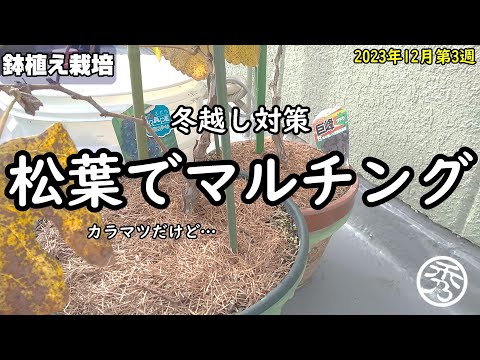 冬のマルチングのメリットとデメリットは何ですか？解読！  庭園