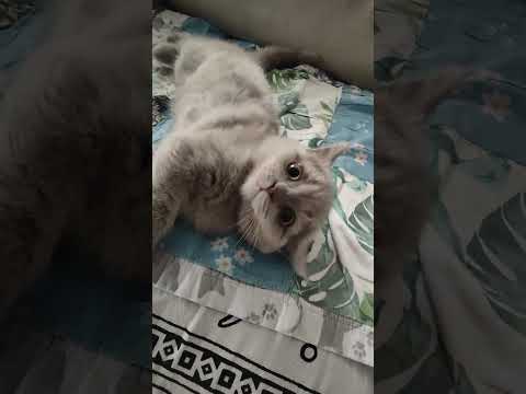 Vendita Gattini Scottish Fold e Straight Alta genealogia