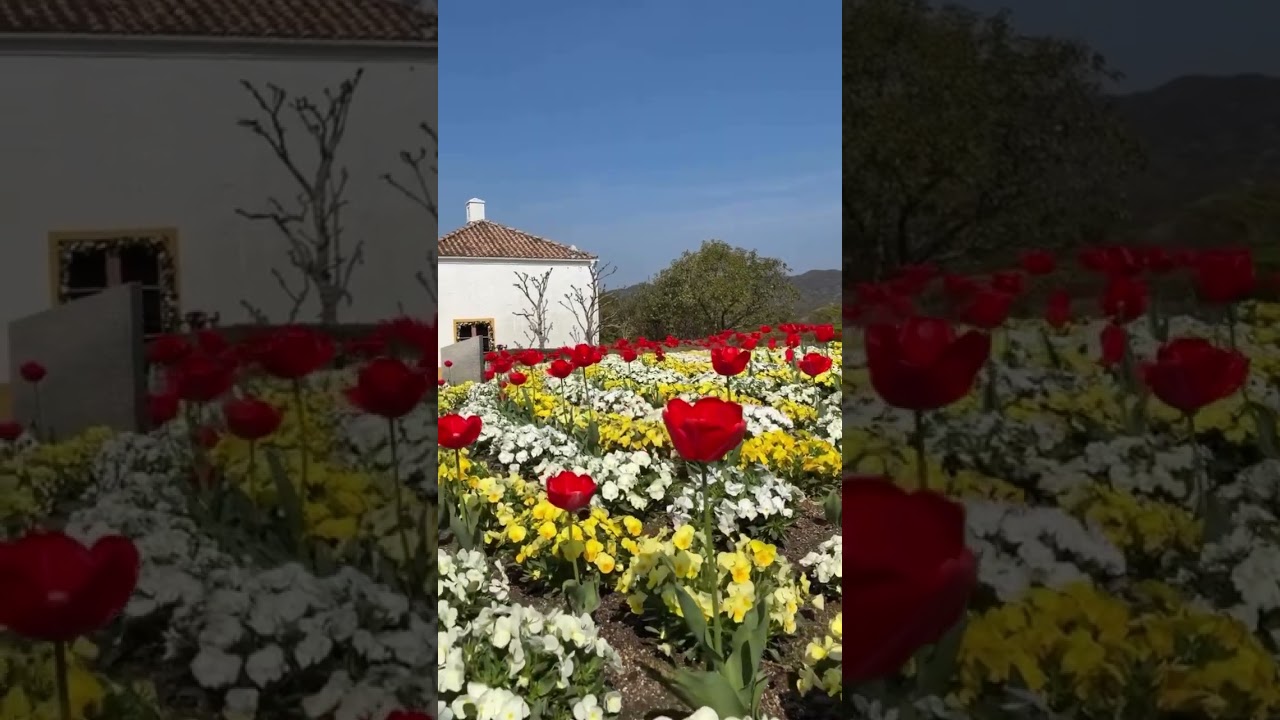 異国情緒あふれる街並みとチューリップ