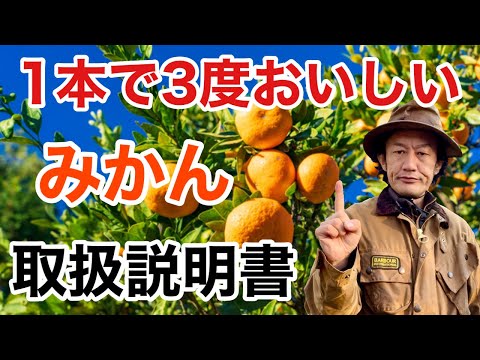 耐寒柑橘温州みかん