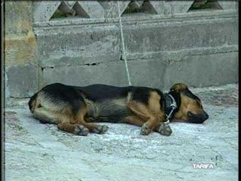 PERROS HUÉRFANOS BUSCAN QUIÉN LOS ADOPTE