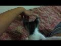 Cat meaw 