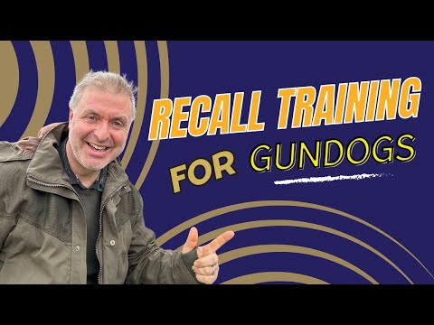 My 3 Favourite Recall Exercises For Gundogs