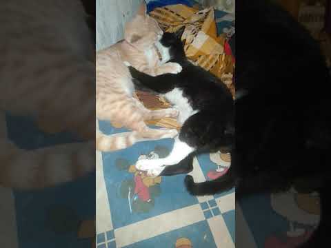 Cat Brothers and sisters live in their mother's house, sorry for growing up until now
