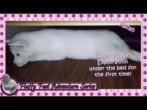 Husky Puppy: Exploring Under the Bed!