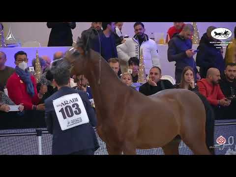 N 103 D SHEIMAZ   World Arabian Horse Championship 2021   PARIS   Junior Colts Class 5B