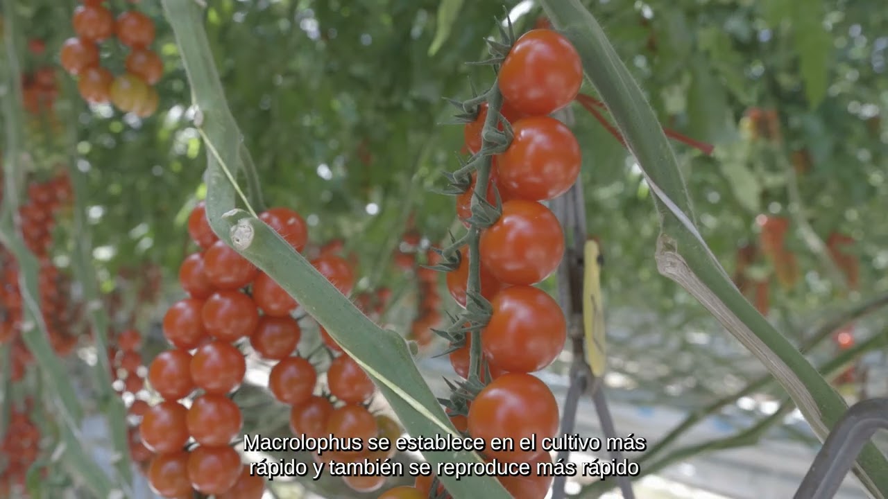 Video preview poster