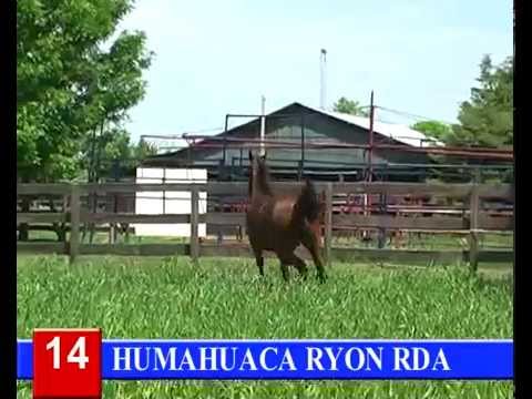 2014-GRAN REMATE HARAS RINCON DEL AGUARA - LOTE 14 - HUMAHUACA RYON RDA