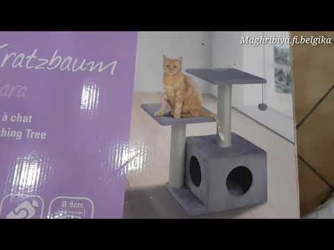 مشترياتي و كل ما يخص القطط😻 الاكل؟ واش نعومها؟