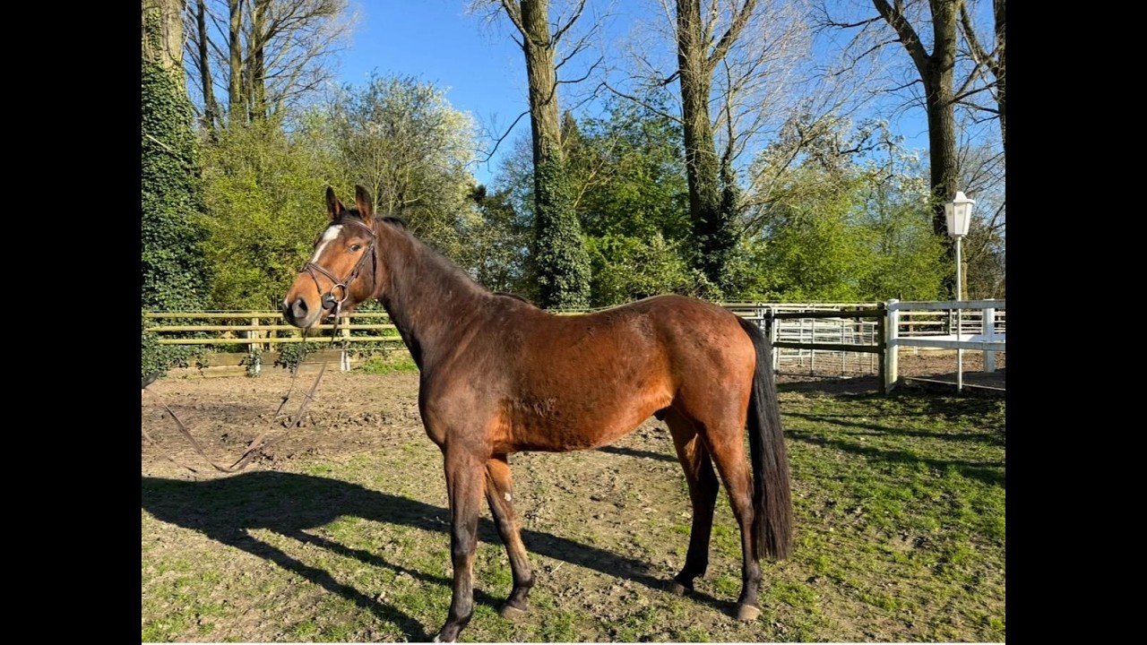 Tangelo´s Nero ☆ (TANGELO VAN DE ZUUTHOVE x NERADO) video 1