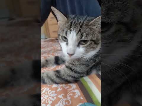 #cat #pettingcats #manika