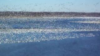 preview picture of video 'Lots of Snow geese migrating through Kansas. Stopped at Lake Perry'