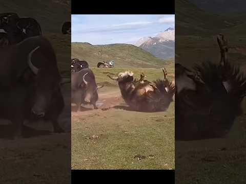 Two Giant Yaks CLASH in Epic Grassland Showdown 🐮 | Wild Yak Territory Battle