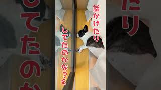 ボケてたのはフレブルではなく私でした🥲