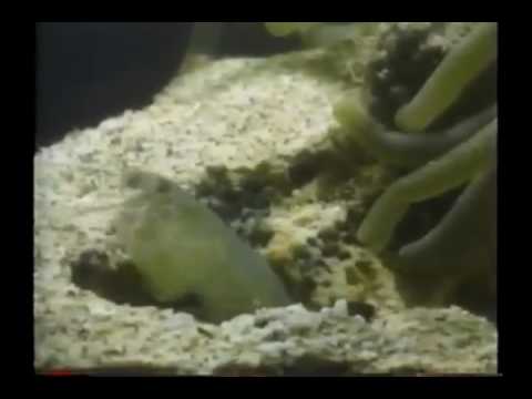 CITY OF CORAL NOVA Discovery Science Nature ★ Animals Channel HD