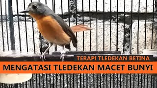Download lagu Suara Tledekan Gunung BETINA Memanggil Jantan | Pancingan sulingan macet bunyi supaya GACOR mp3