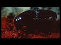 Army Ants (a Tom Waits cover)