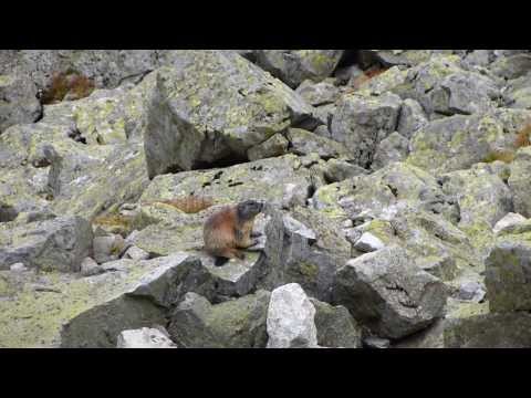 MARMOT IN THE HIGH TATRAS - ŚWISTAK W TATRACH WYSOKICH 1