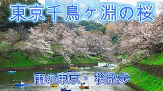 東京の千鳥ヶ淵に桜を見に行きました