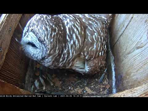 "Who Cooks For You?" Asks The Barred Owl – April 6, 2021