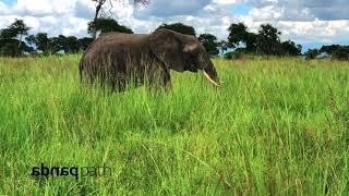 Tanzania Expedition Mikumi Safari #tanzania #afrika #zanzibar #adventure #travel #safari #elephants