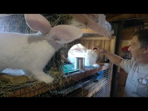 Кормим кроликов,танцуют все.