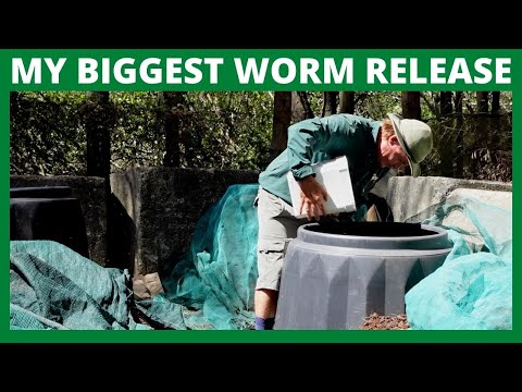 RELEASED Over 10000 Compost Worms Today!