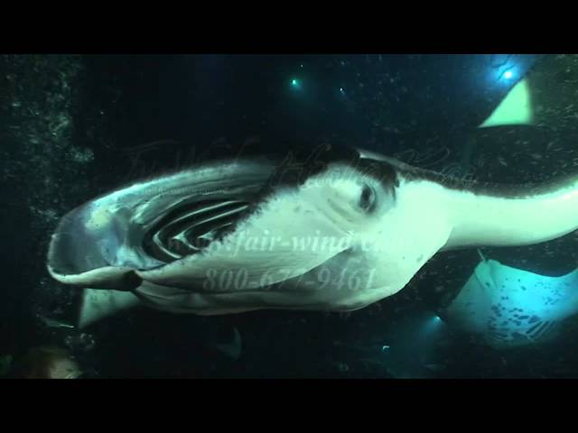 Manta Ray night snorkel & dive adventure - Kona, Hawaii